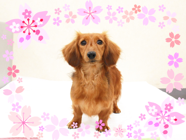 ４月で１歳になりました☆